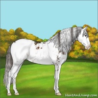 Horse Color:Liver Chestnut Sabino Appaloosa 
