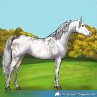Horse Color:Gray Bay Dun Appaloosa 