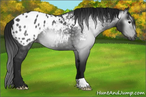 Horse Color:Gray Black Appaloosa 