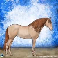 Horse Color:Buckskin Pearl Rabicano 