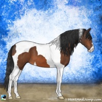Horse Color:Bay Tobiano 