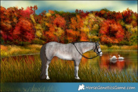 Horse Color:White Spotted Liver Red Roan 