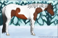 Horse Color:Bay Tobiano 