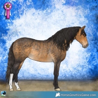 Horse Color:Buckskin Rabicano