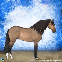 Horse Color:Bay Dun Rabicano 