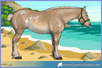 Horse Color:White Spotted Chocolate Palomino Dun Brindle 