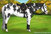 Horse Color:White Spotted Black Splash