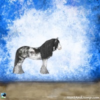 Horse Color:Black Ice Sabino Rabicano