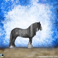 Horse Color:Black Sabino Rabicano 