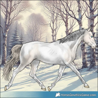 Horse Color:Perlino Tobiano Appaloosa 