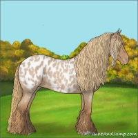 Horse Color:Red Roan Appaloosa 