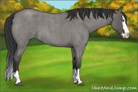 Horse Color:Grullo Roan Splash 