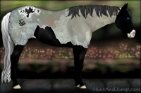 Horse Color:Grullo Ice Splash Appaloosa 