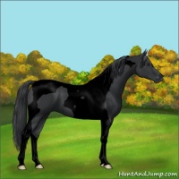 Horse Color:Void Black Chinchilla Tobiano 