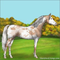 Horse Color:Silver Classic Champagne Splash Tobiano 