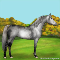 Horse Color:Gray Void Silver Black Tobiano 