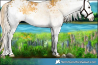 Horse Color:Plaid  White Spotted Palomino Onyx Rabicano 