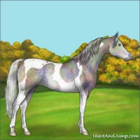 Horse Color:Nacre Silver Black Chinchilla Tobiano Rabicano