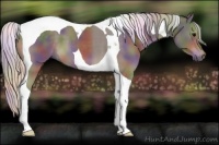 Horse Color:Nacre Silver Black Tobiano 