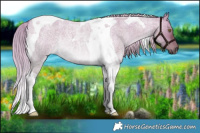 Horse Color:Plaid  Chocolate Palomino Roan Dun Tobiano Rabicano 