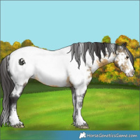 Horse Color:White Spotted Buckskin Sabino Appaloosa 