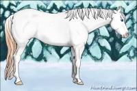 Horse Color:Classic Cream Champagne Roan Dun Splash Tobiano Frame Appaloosa