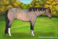 Horse Color:Buckskin Roan 