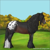 Horse Color:Brown Appaloosa 