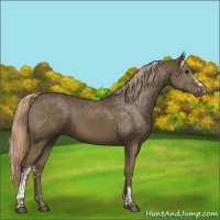 Horse Color:White Spotted Chocolate Palomino