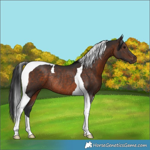 Horse Color:Brown Tobiano Rabicano 
