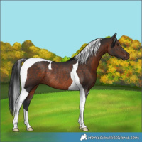 Horse Color:Brown Tobiano Rabicano 