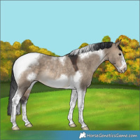 Horse Color:Brown Dun Tobiano Frame Rabicano