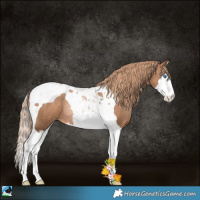 Horse Color:Liver Chestnut Pearl Splash Tobiano Rabicano 