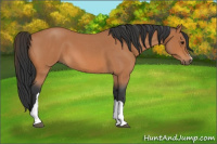 Horse Color:Bay Roan 