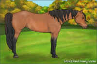 Horse Color:Bay Roan 