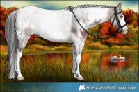 Horse Color:White Spotted Liver Red Dun 