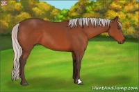 Horse Color:Silver Bay 