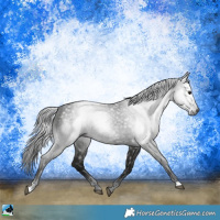 Horse Color:Gray Black Rabicano 