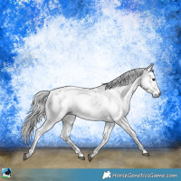 Horse Color:Gray Black Appaloosa Rabicano 