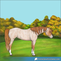 Horse Color:Red Roan Splash 