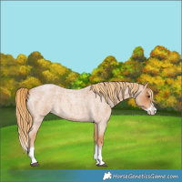 Horse Color:Red Roan Splash 