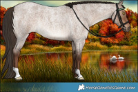 Horse Color:Liver Red Dun Roan Rabicano 