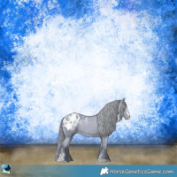 Horse Color:Watercolor Black Sabino Appaloosa Rabicano 