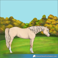 Horse Color:Gold Champagne Dun 