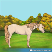 Horse Color:Gold Champagne Dun 