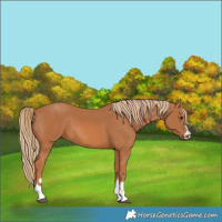Horse Color:Chestnut 
