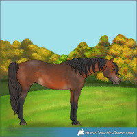 Horse Color:Bay 