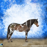Horse Color:White Spotted Liver Chestnut Rabicano 