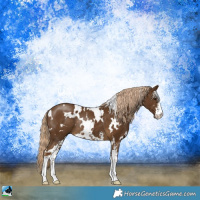 Horse Color:White Spotted Chocolate Palomino Sabino Rabicano