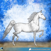 Horse Color:Gray White Spotted Black Rabicano 